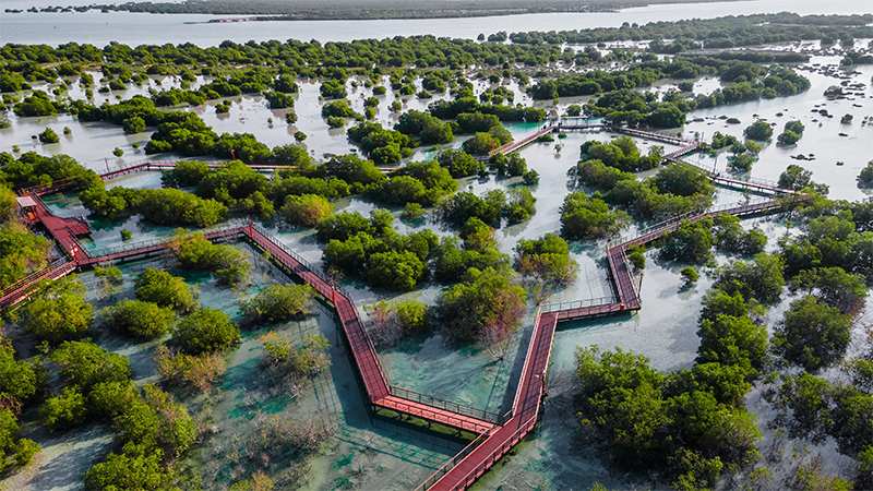 Abu Dhabi Mangrove National Park