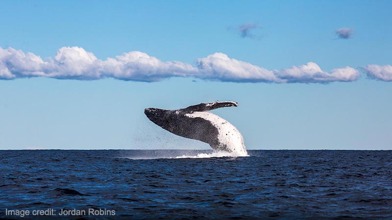 Humpback whale spotted breaching the waters in Jervis Bay during a swimming with whales tour with Dive Jervis Bay.